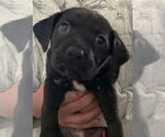 Small Mutt