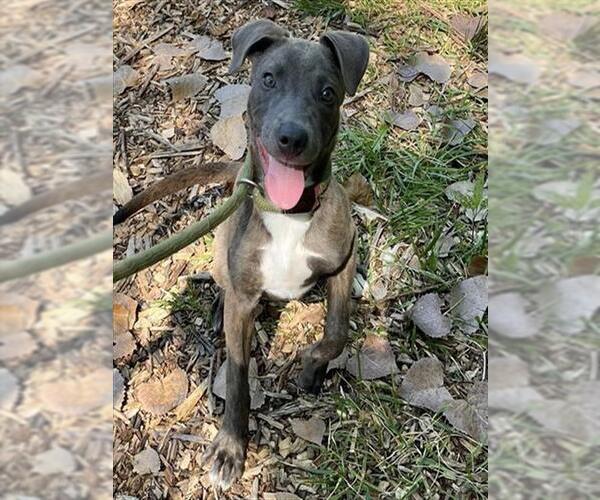 Medium Photo #2 American Pit Bull Terrier Puppy For Sale in Peoria, IL, USA