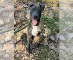 Small #1 American Pit Bull Terrier