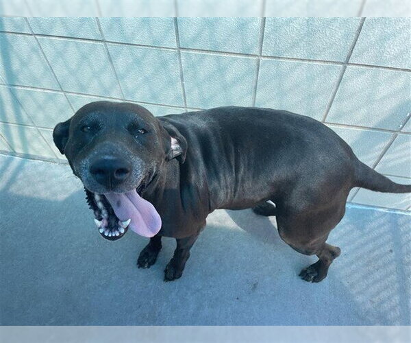 Medium Photo #1 German Shorthaired Pointer-Unknown Mix Puppy For Sale in Corpus Christi, TX, USA