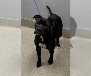 Mutt Dogs for adoption in Las Vegas, NV, USA