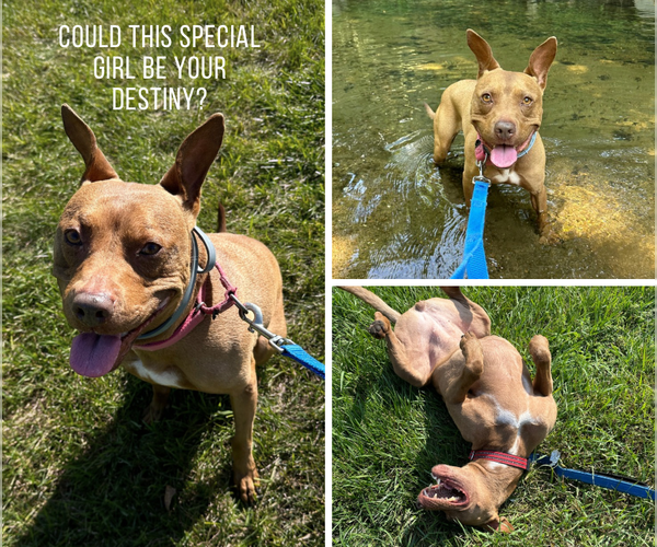 Medium Photo #1 American Pit Bull Terrier-Italian Greyhound Mix Puppy For Sale in Elmsford, NY, USA