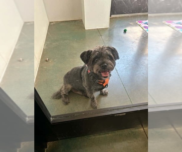 Medium Photo #4 Shih Tzu-Unknown Mix Puppy For Sale in Oak Bluffs, MA, USA