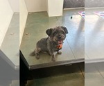 Small #3 Shih Tzu Mix