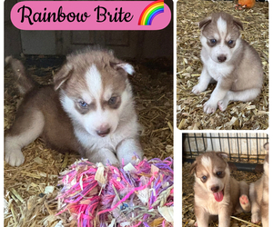 Siberian Husky Puppy for sale in WORTHINGTON, KY, USA