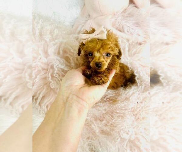 Medium Photo #25 Poodle (Toy) Puppy For Sale in BOSTON, MA, USA