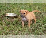 Small #26 American Pit Bull Terrier