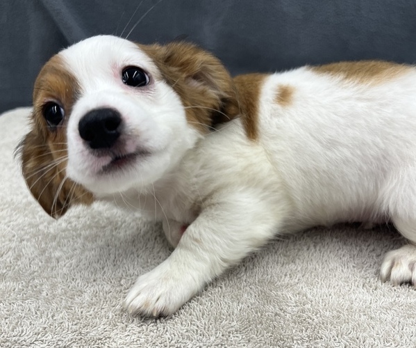 Medium Photo #27 Chiweenie Puppy For Sale in SAINT AUGUSTINE, FL, USA