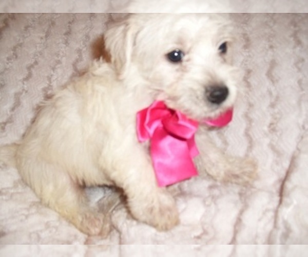 Medium Photo #1 Schnoodle (Miniature) Puppy For Sale in JACKSON, MS, USA