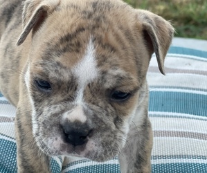 Olde English Bulldogge Puppy for sale in SMITHS GROVE, KY, USA