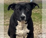Small Photo #2 Labrador Retriever-Retriever  Mix Puppy For Sale in Washington, DC, USA