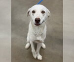 Small #2 Labrador Retriever Mix