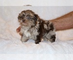 Small #16 ShihPoo