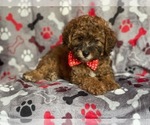 Small Photo #12 Poodle (Miniature) Puppy For Sale in LAKELAND, FL, USA