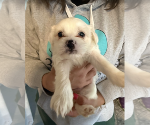 Maltese-Unknown Mix Dogs for adoption in Rockville, MD, USA