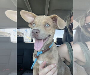 American Pit Bull Terrier-Unknown Mix Dogs for adoption in Sandy, UT, USA