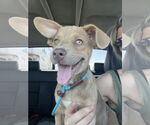 Small American Pit Bull Terrier Mix