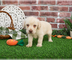 Small #1 Labrador Retriever