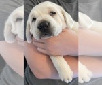 Small Photo #2 Labrador Retriever Puppy For Sale in OSYKA, MS, USA