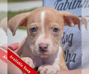 Feist Terrier-Italian Greyhound Mix Dogs for adoption in Huntley, IL, USA