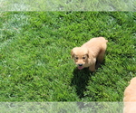 Small Photo #4 Golden Retriever Puppy For Sale in BIG BEND, CO, USA