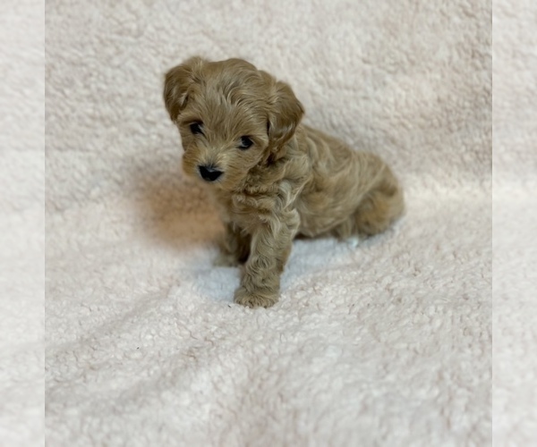 Medium Photo #1 Maltipoo Puppy For Sale in WEST PALM BEACH, FL, USA