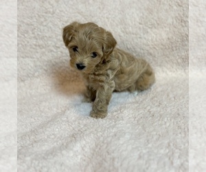 Maltipoo Dogs for adoption in WEST PALM BEACH, FL, USA