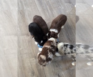 Miniature Australian Shepherd Puppy for Sale in SPOTSYLVANIA, Virginia USA