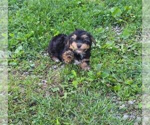 Yorkshire Terrier Puppy for sale in MINNEAPOLIS, MN, USA