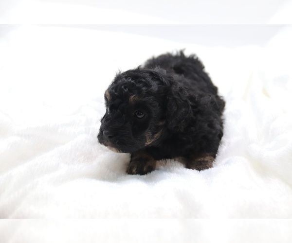 Medium Photo #34 Cockapoo Puppy For Sale in RIPLEY, TN, USA