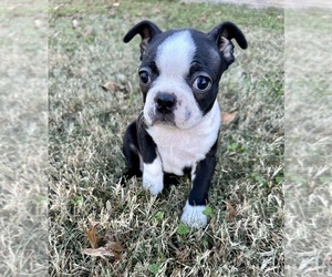 Boston Terrier Puppy for sale in WASHBURN, MO, USA