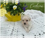 Small Photo #4 Maltipoo Puppy For Sale in NIANGUA, MO, USA