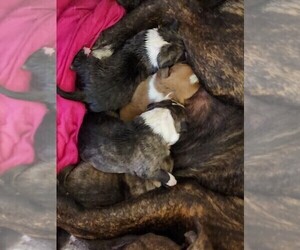 Staffordshire Bull Terrier Puppy for sale in GENEVA, NY, USA