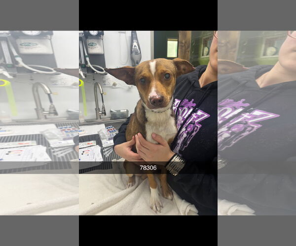 Medium Photo #3 Chihuahua-Unknown Mix Puppy For Sale in Chico, CA, USA