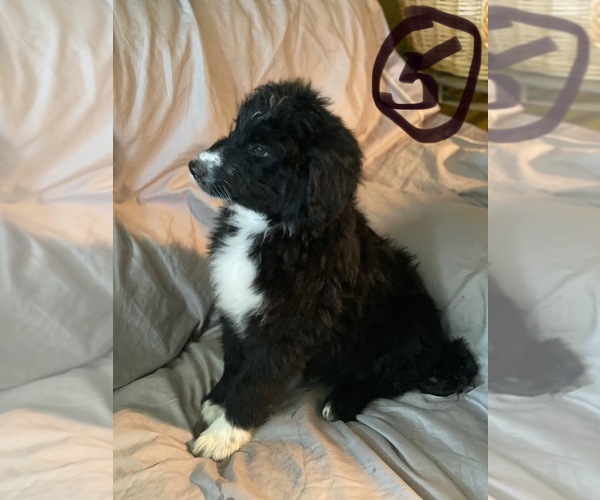Medium Photo #2 Aussiedoodle Puppy For Sale in DOVER, MO, USA
