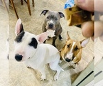 Small Photo #15 Bull Terrier Puppy For Sale in KENNEWICK, WA, USA