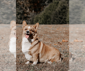 Mother of the Pembroke Welsh Corgi puppies born on 11/20/2022