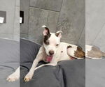 Small #6 Boxer Mix