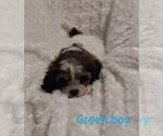 Small Photo #7 Cavachon Puppy For Sale in HOMELAND, CA, USA