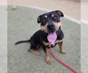 Rottweiler-Unknown Mix Dogs for adoption in Las Vegas, NV, USA