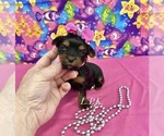 Small #1 Yorkshire Terrier