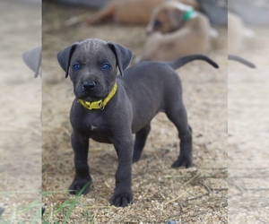 American Bully-Great Dane Mix Puppy for sale in TEMPLE, TX, USA