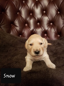 Medium Photo #2 Golden Retriever Puppy For Sale in HAMPTON, VA, USA