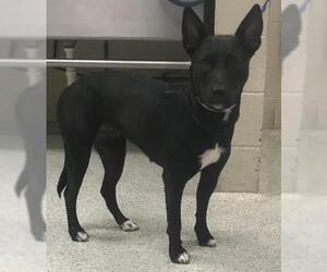 Mutt Dogs for adoption in Conroe, TX, USA