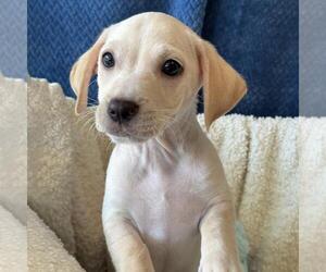 Gardenia (Bloom Pup) - Male Chihuahua-Colonial Cocker Spaniel Mix Dog for Adoption - Photo #8