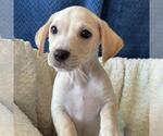 Small #7 Chihuahua-Colonial Cocker Spaniel Mix