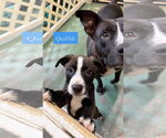 Small #2 American Staffordshire Terrier Mix