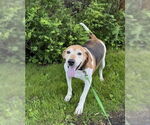Small Coonhound Mix