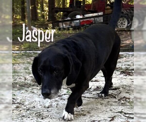 Medium Photo #7 Basset Hound Puppy For Sale in Deepwater, NJ, USA
