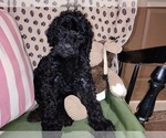 Small Photo #15 Australian Labradoodle Puppy For Sale in W FIELD, NC, USA